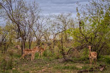 【南非10天】<南非最古老葡萄園酒莊 太陽城 匹林斯堡國家公園 鉆石加工店 好望角 摩天大樓>